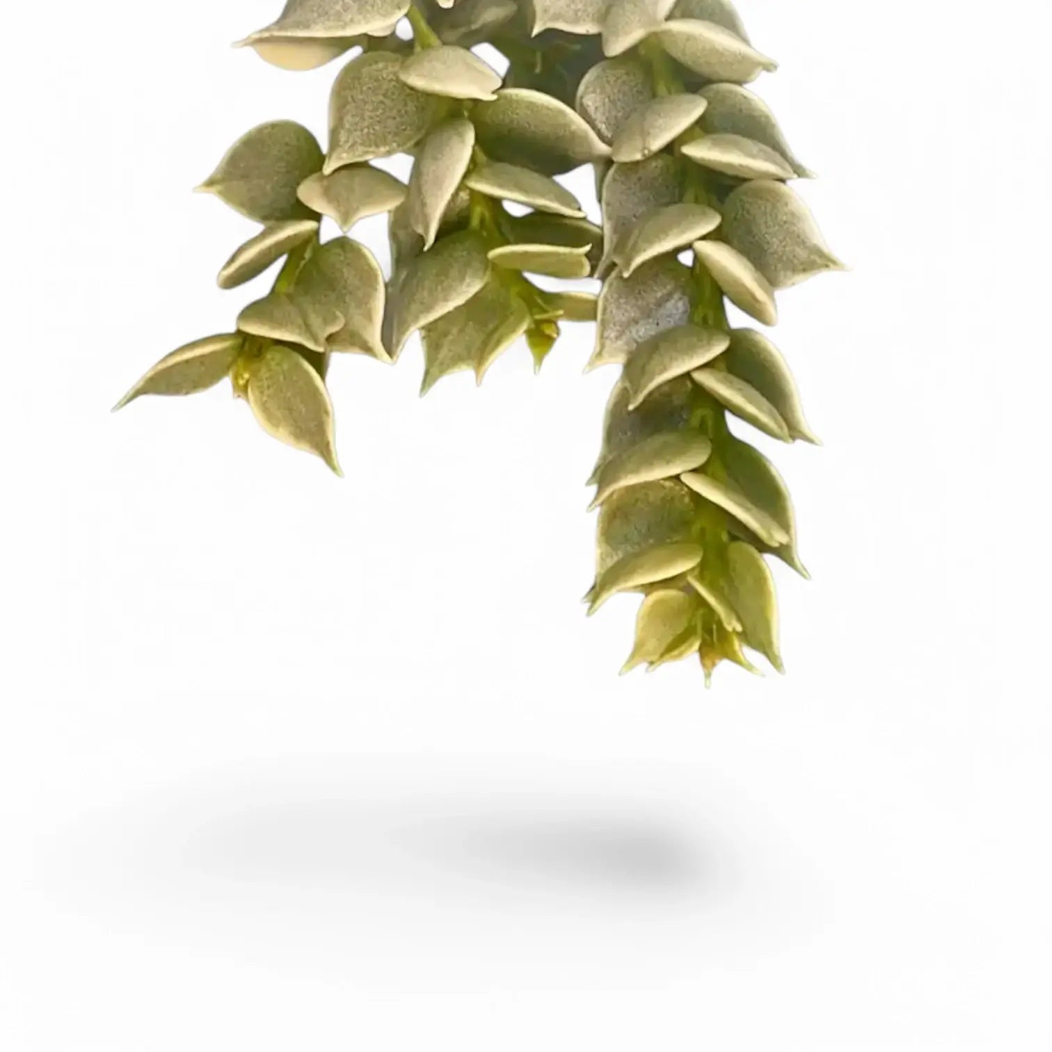 Dischidia ruscifolia variegata – Blattdetail vor weißem Hintergrund..