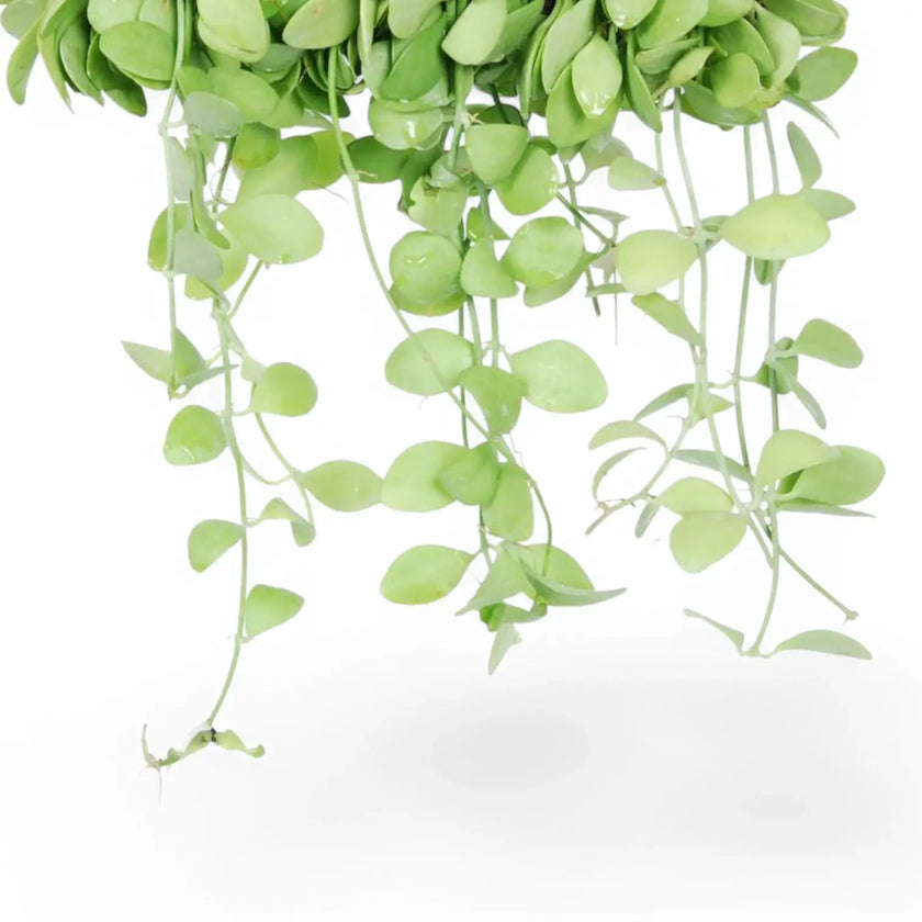 Dischidia sp. Geri D22 aka 'Apple leaf' – Blattdetail vor weißem Hintergrund..