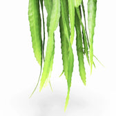 Disocactus (Epiphyllum) ackermannii leaf close-up on white background.