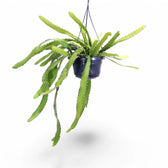 Disocactus (Epiphyllum) ackermannii potted houseplant in nursery pot on white background, product photo 4.