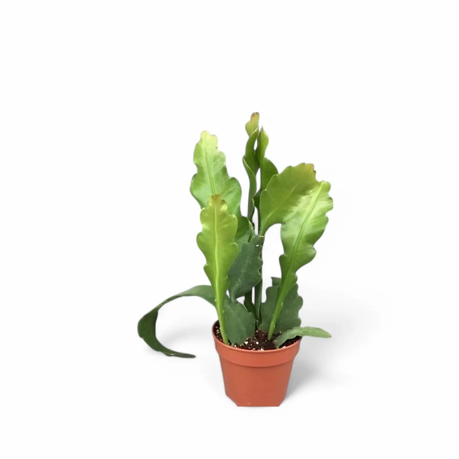 Disocactus (Epiphyllum ) crenatum 'Beavertail' potted houseplant in nursery pot on white background, product photo 3.