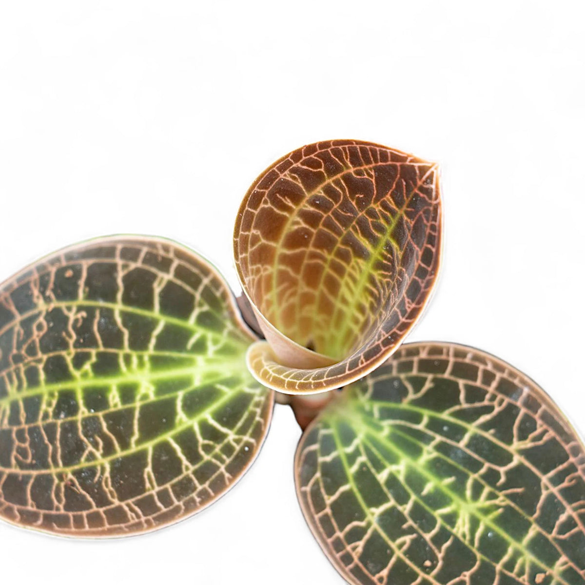 Dossinia marmorata – Jewel Orchid with Gold Veins