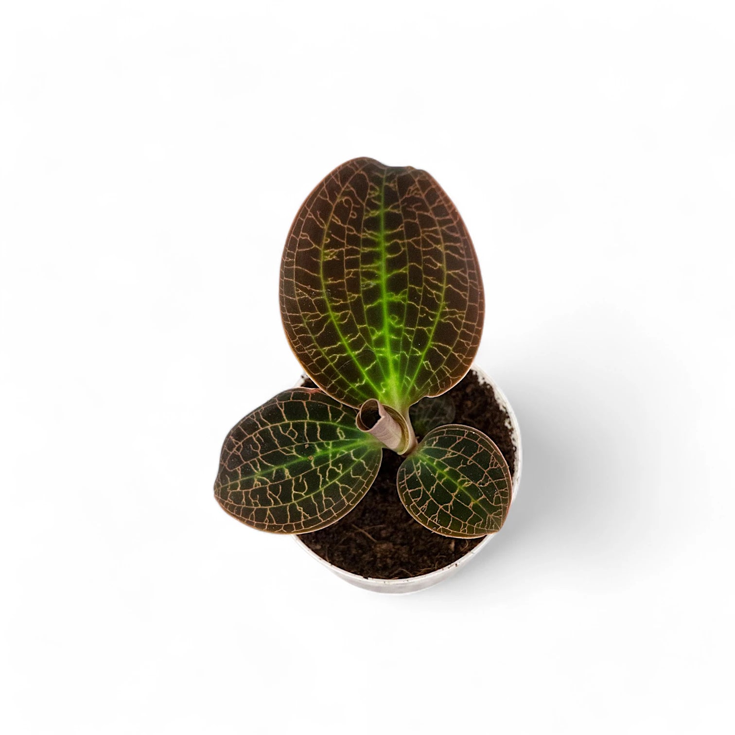 Dossinia marmorata Zimmerpflanze im Anzuchttopf vor weißem Hintergrund, Produktfoto 3.