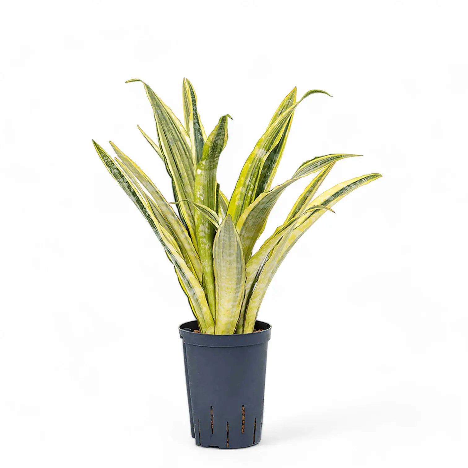 Dracaena (Sansevieria) aubrytiana 'Lauren' Zimmerpflanze im Anzuchttopf vor weißem Hintergrund, Produktfoto 4.