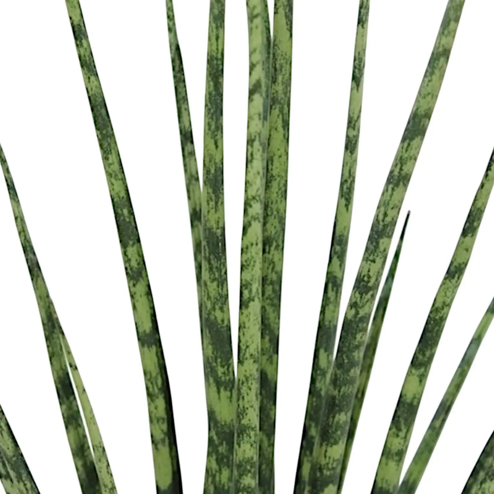 Dracaena (Sansevieria) bacularis 'Fernwood Mikado' – Blattdetail vor weißem Hintergrund..