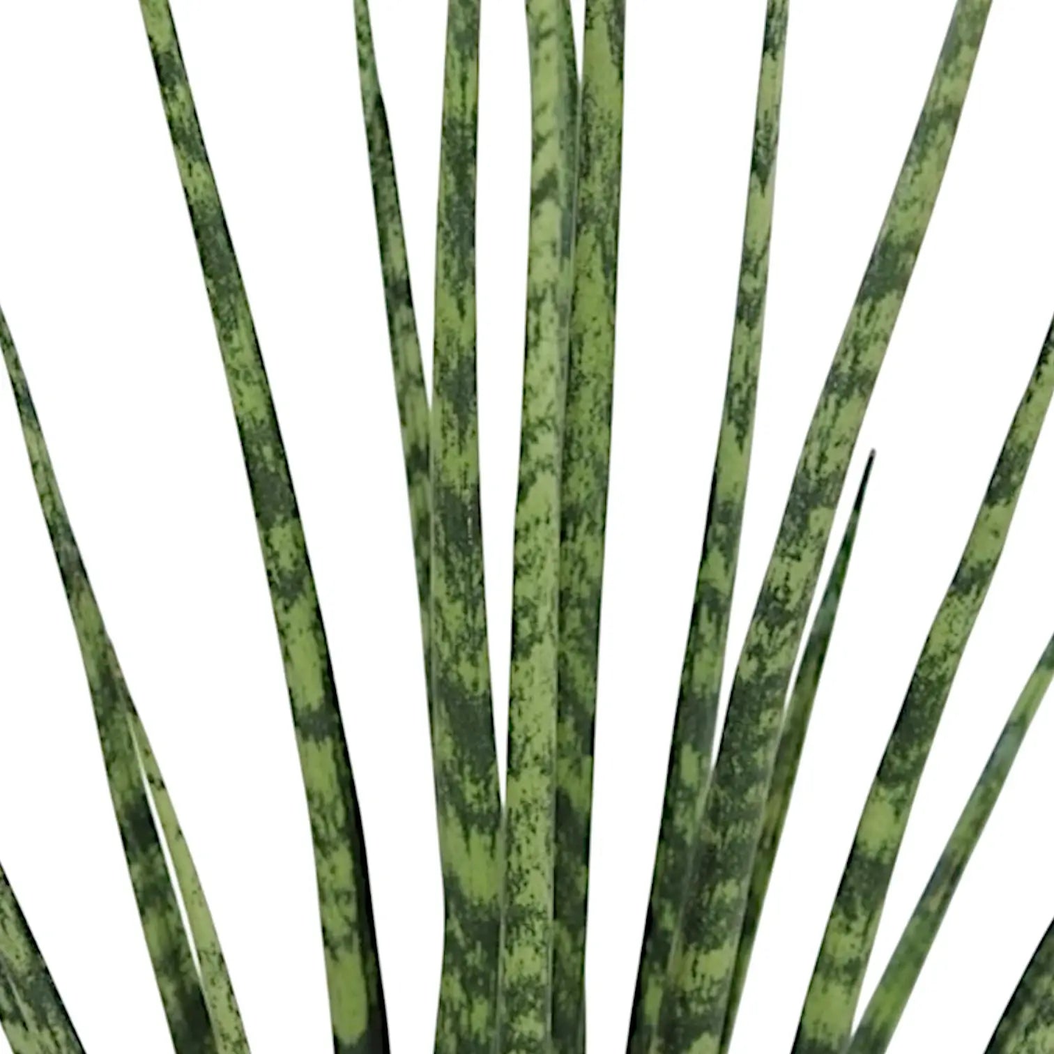 Dracaena (Sansevieria) bacularis 'Fernwood Mikado' leaf close-up on white background.