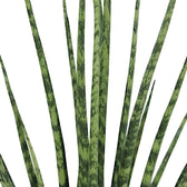 Dracaena (Sansevieria) bacularis 'Fernwood Mikado' leaf close-up on white background.