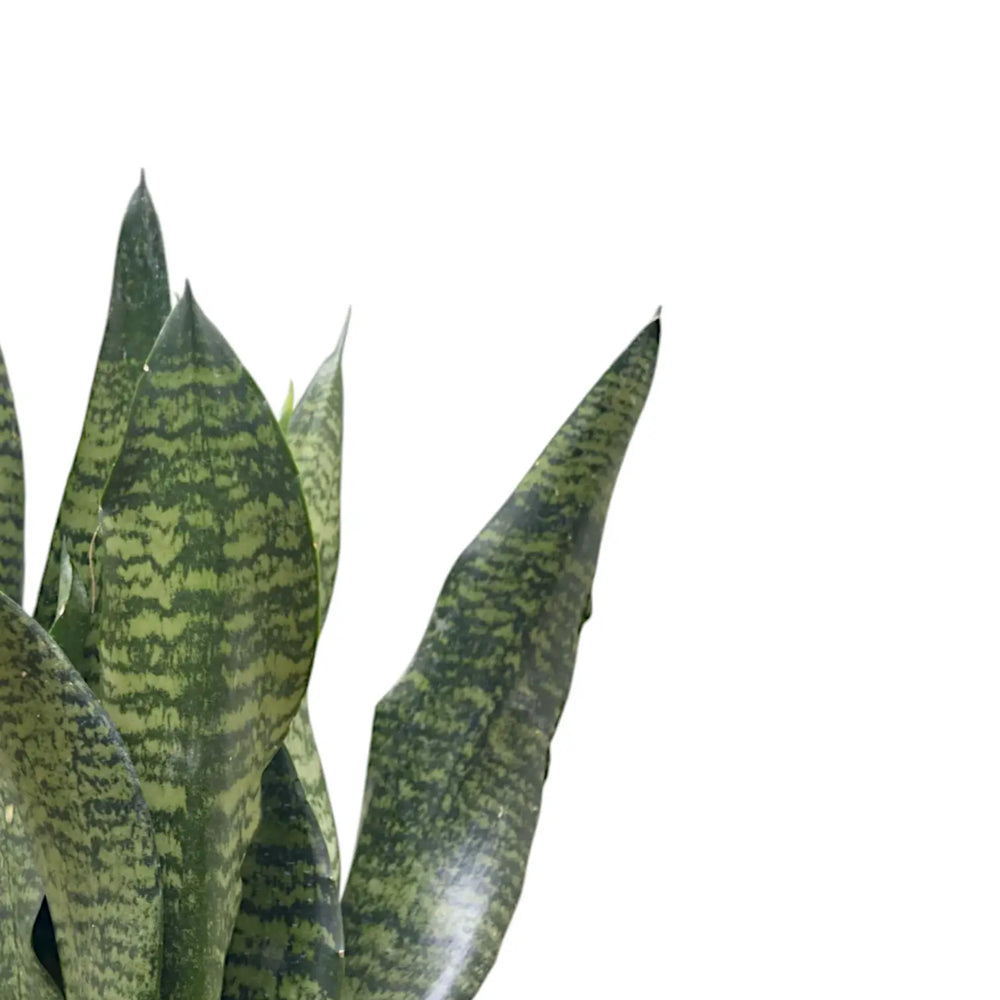 Dracaena (Sansevieria) masoniana 'Dragon' – Blattdetail vor weißem Hintergrund..