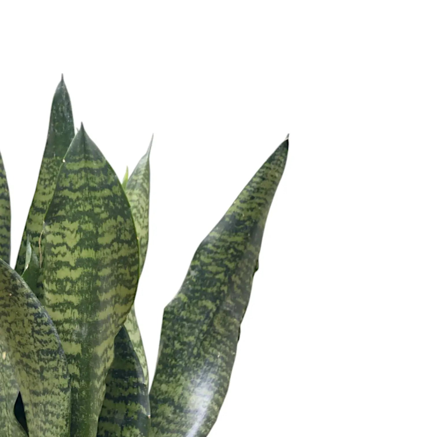 Dracaena (Sansevieria) masoniana 'Dragon' – Blattdetail vor weißem Hintergrund..
