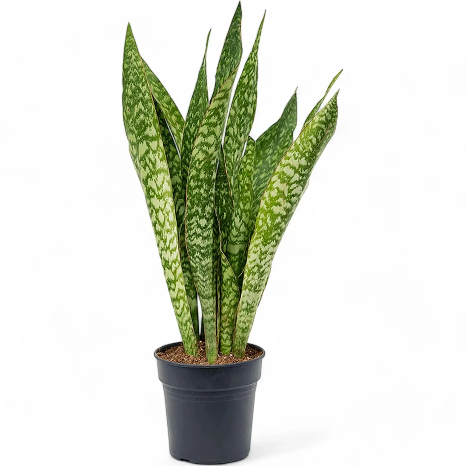 Dracaena (Sansevieria) masoniana 'Dragon' Zimmerpflanze im Anzuchttopf vor weißem Hintergrund, Produktfoto 3.