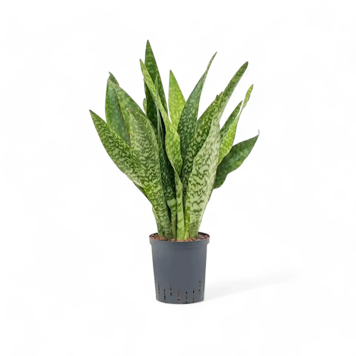 Dracaena (Sansevieria) masoniana 'Dragon' Zimmerpflanze im Anzuchttopf vor weißem Hintergrund, Produktfoto 4.
