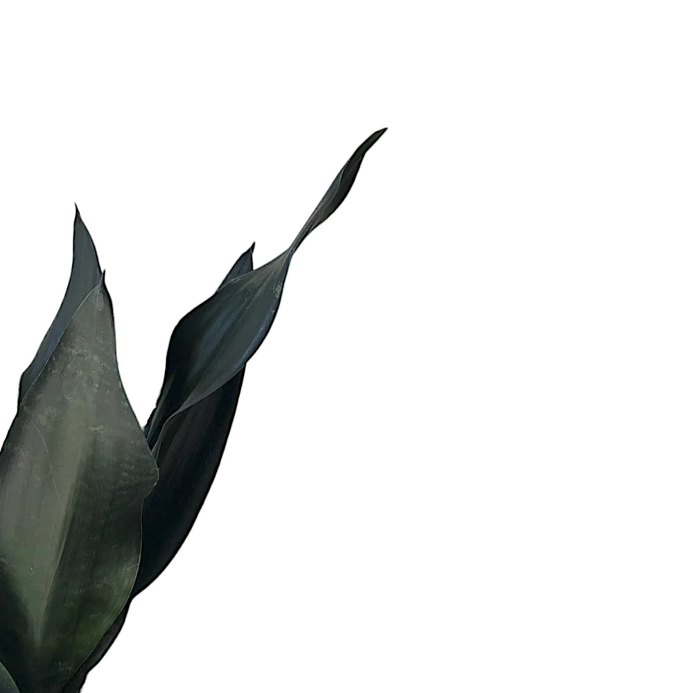 Dracaena (Sansevieria) trifasciata 'Black Diamond' leaf close-up on white background.