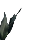 Dracaena (Sansevieria) trifasciata 'Black Diamond' – Blattdetail vor weißem Hintergrund..