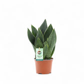 Dracaena (Sansevieria) trifasciata 'Black Diamond' Zimmerpflanze im Anzuchttopf vor weißem Hintergrund, Produktfoto 2.