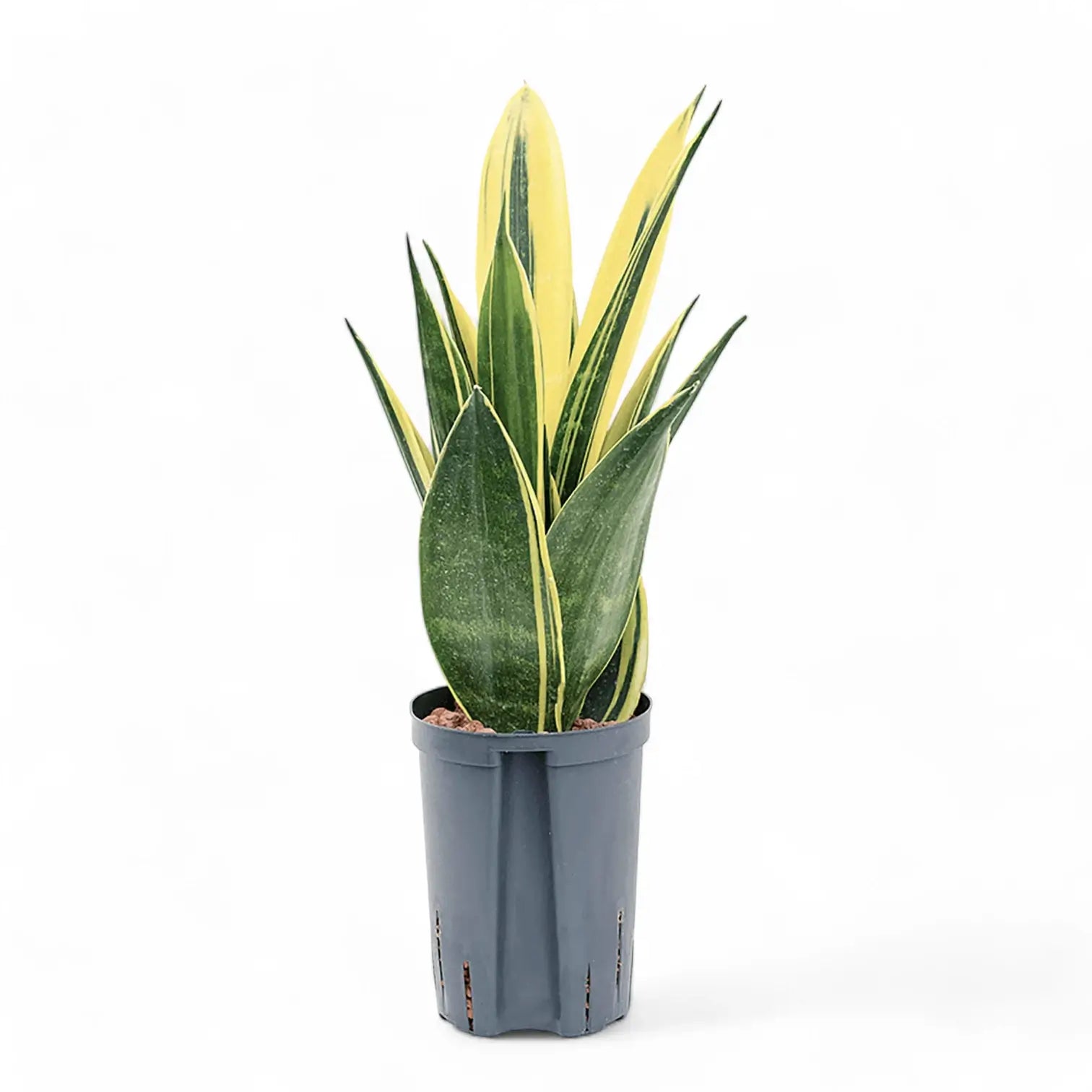 Dracaena (Sansevieria) trifasciata 'Gold Flame' Zimmerpflanze im Anzuchttopf vor weißem Hintergrund, Produktfoto 4.