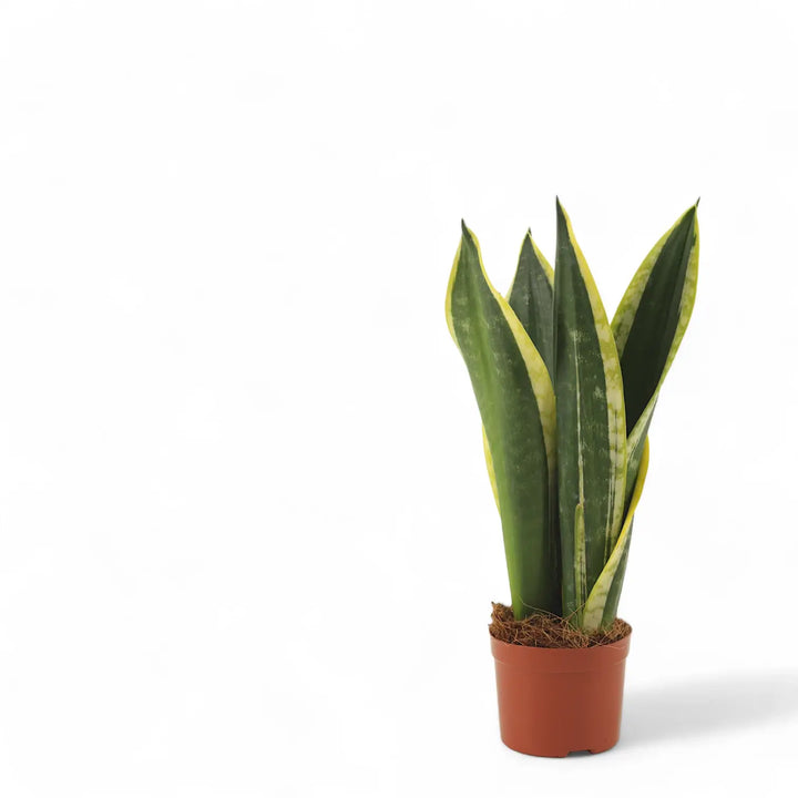 Dracaena (Sansevieria) trifasciata 'Night Shade' potted houseplant in nursery pot on white background, product photo 2.