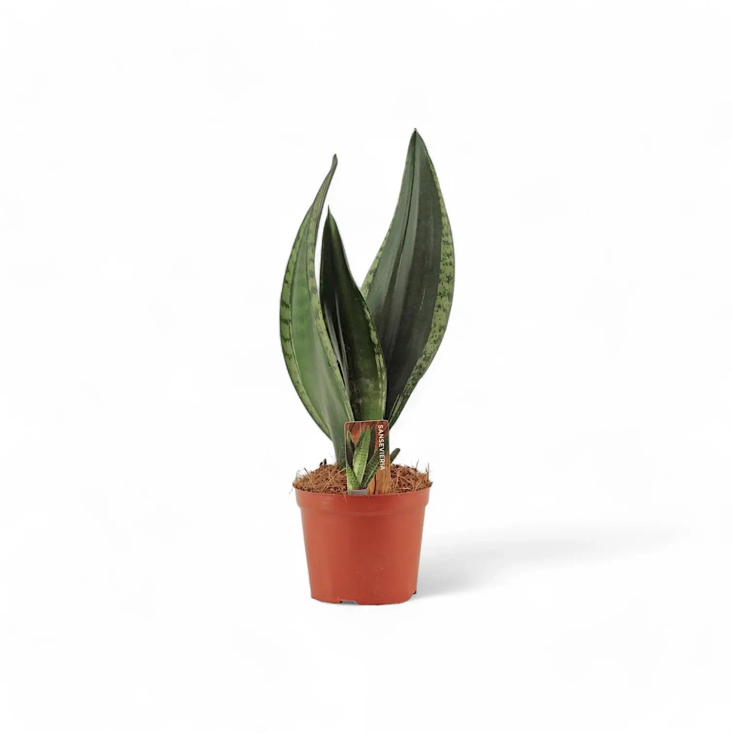 Dracaena (Sansevieria) trifasciata 'Silver Flame' potted houseplant in nursery pot on white background, product photo 2.