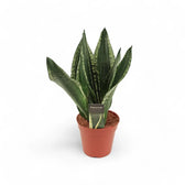 Dracaena (Sansevieria) trifasciata 'Silver Flame' potted houseplant in nursery pot on white background, product photo 4.