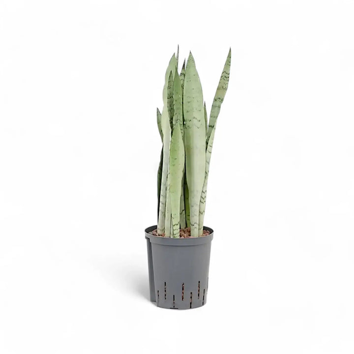 Dracaena (Sansevieria) trifasciata 'Silver Mist' potted houseplant in nursery pot on white background, product photo 2.
