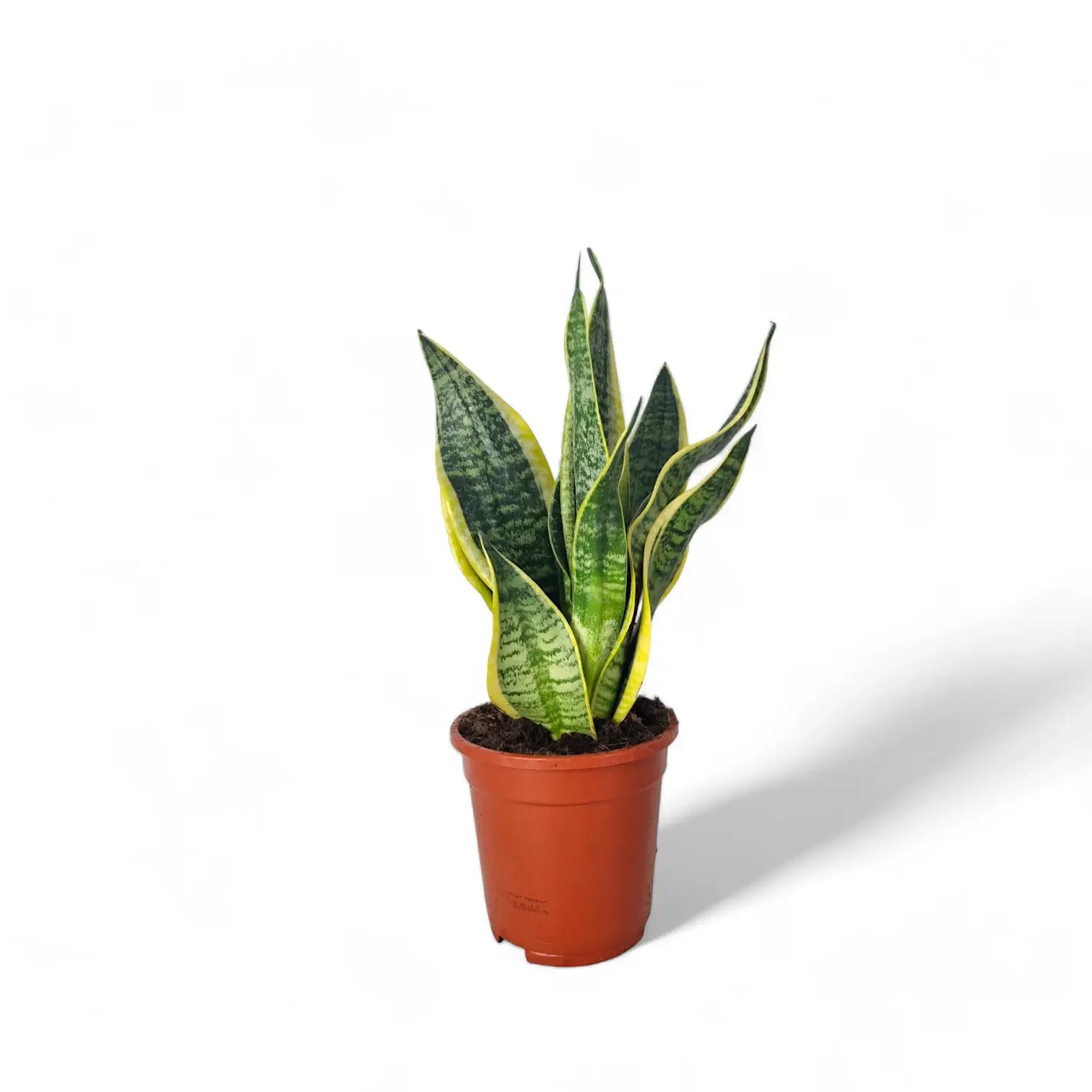 Dracaena (Sansevieria) trifasciata 'Superba' Zimmerpflanze im Anzuchttopf vor weißem Hintergrund, Produktfoto 2.