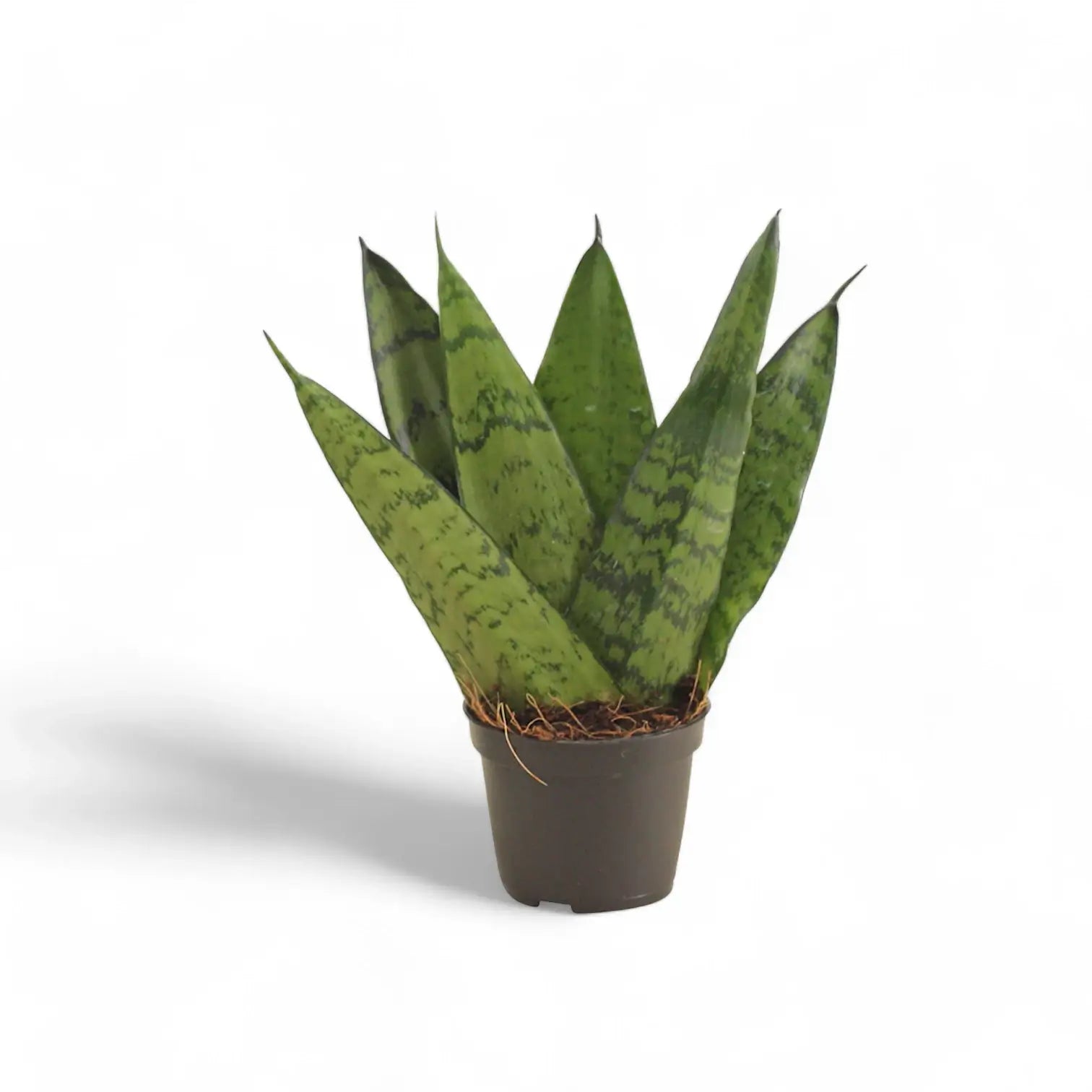 Dracaena (Sansevieria) zeylanica 'Fan' Zimmerpflanze im Anzuchttopf vor weißem Hintergrund, Produktfoto 3.