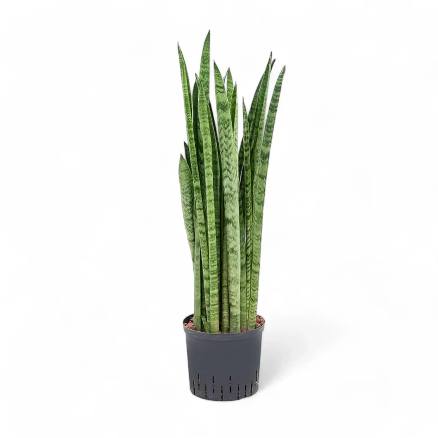 Dracaena (Sansevieria) zeylanica 'Narrow' Zimmerpflanze im Anzuchttopf vor weißem Hintergrund, Produktfoto 2.