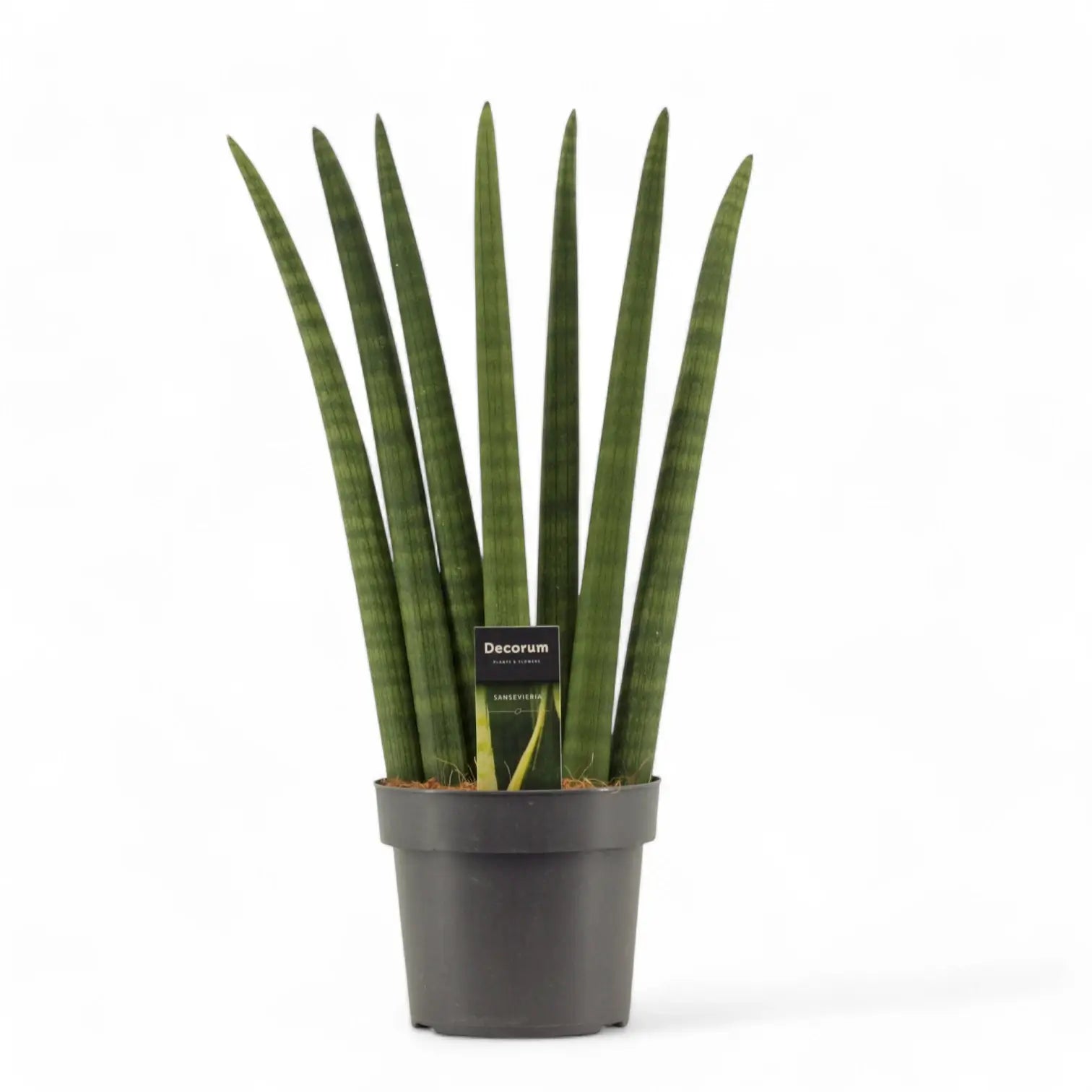 Dracaena angolensis (Sansevieria cylindrica) 'Fan' Zimmerpflanze im Anzuchttopf vor weißem Hintergrund, Produktfoto 4.