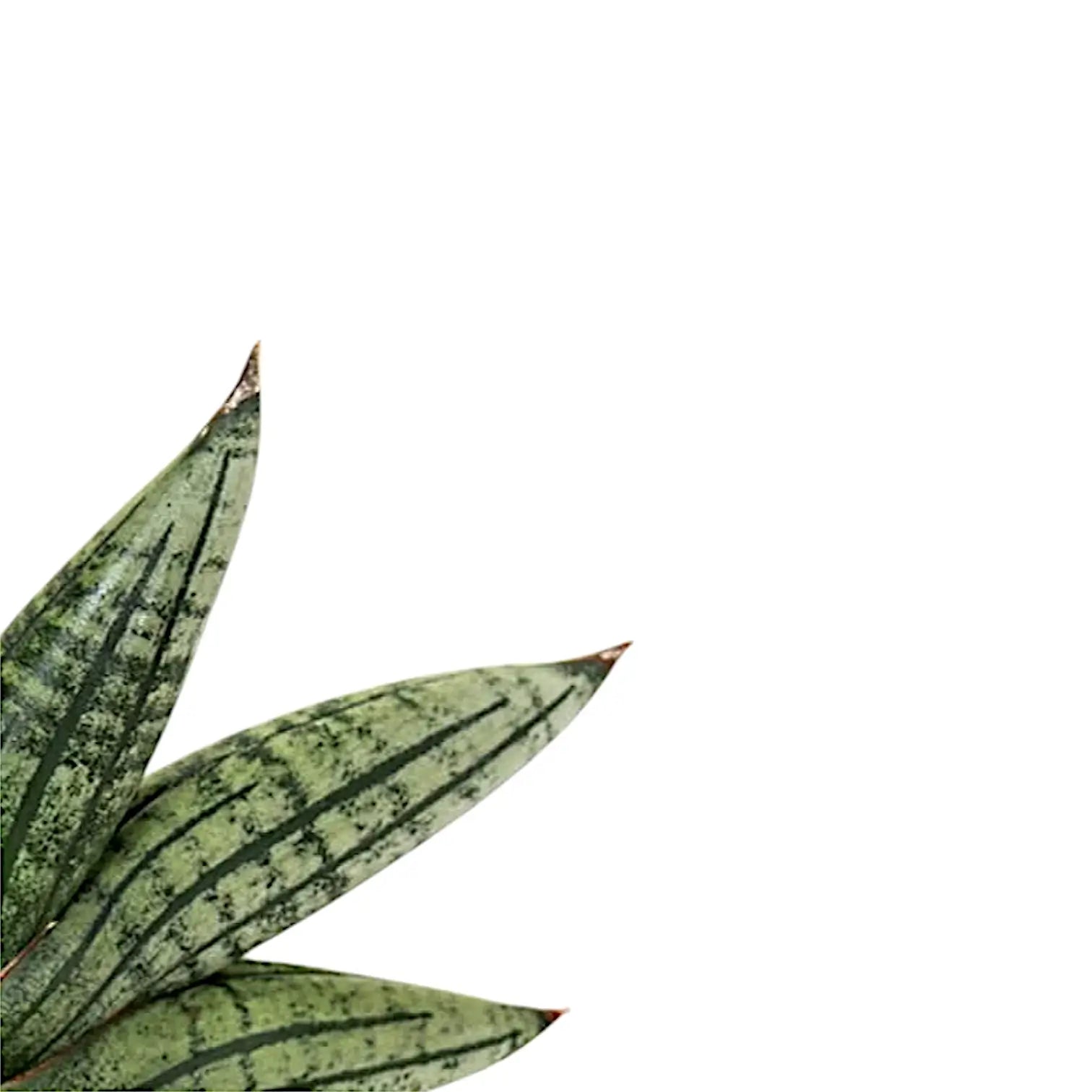 Dracaena angolensis (Sansevieria cylindrica) 'Inti' – Blattdetail vor weißem Hintergrund..