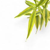Dracaena braunii 'Gold' leaf close-up on white background.