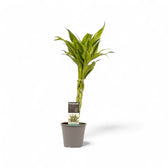 Dracaena braunii 'Gold' potted houseplant in nursery pot on white background, product photo 2.