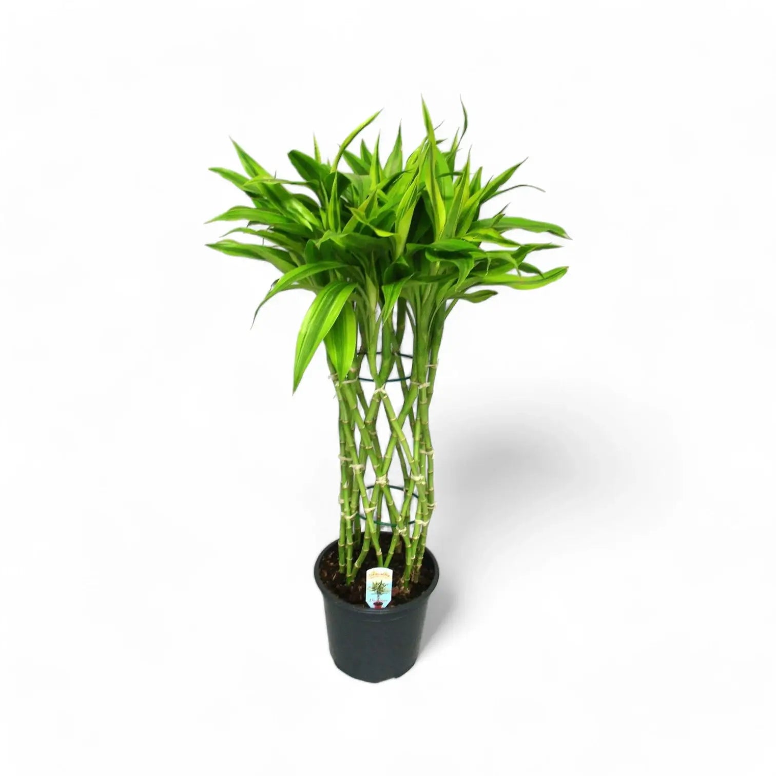 Dracaena braunii 'Gold' potted houseplant in nursery pot on white background, product photo 3.