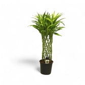 Dracaena braunii 'Gold' potted houseplant in nursery pot on white background, product photo 4.