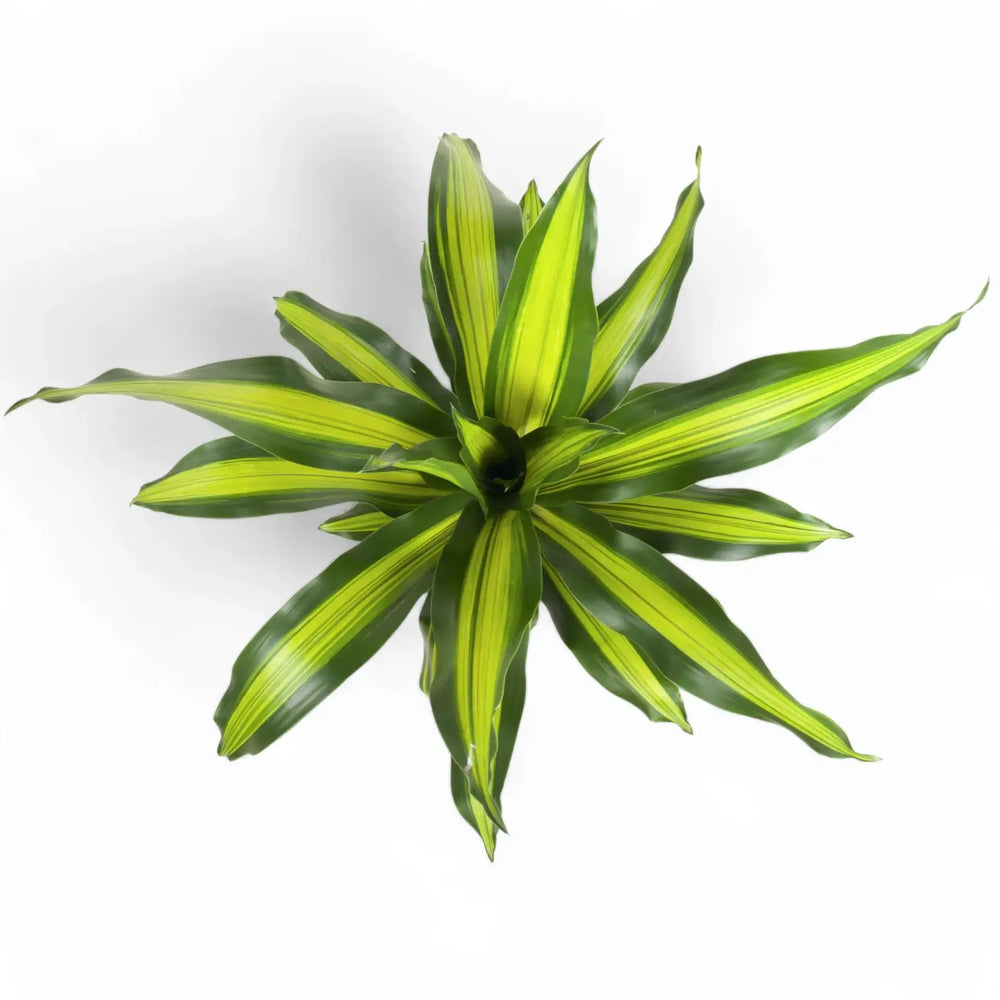 Dracaena fragrans 'Burley' – Blattdetail vor weißem Hintergrund..