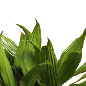 Dracaena fragrans 'Janet Craig' – Blattdetail vor weißem Hintergrund..