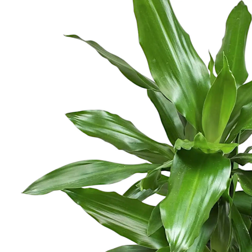 Dracaena fragrans 'Janet Lind' – Blattdetail vor weißem Hintergrund..