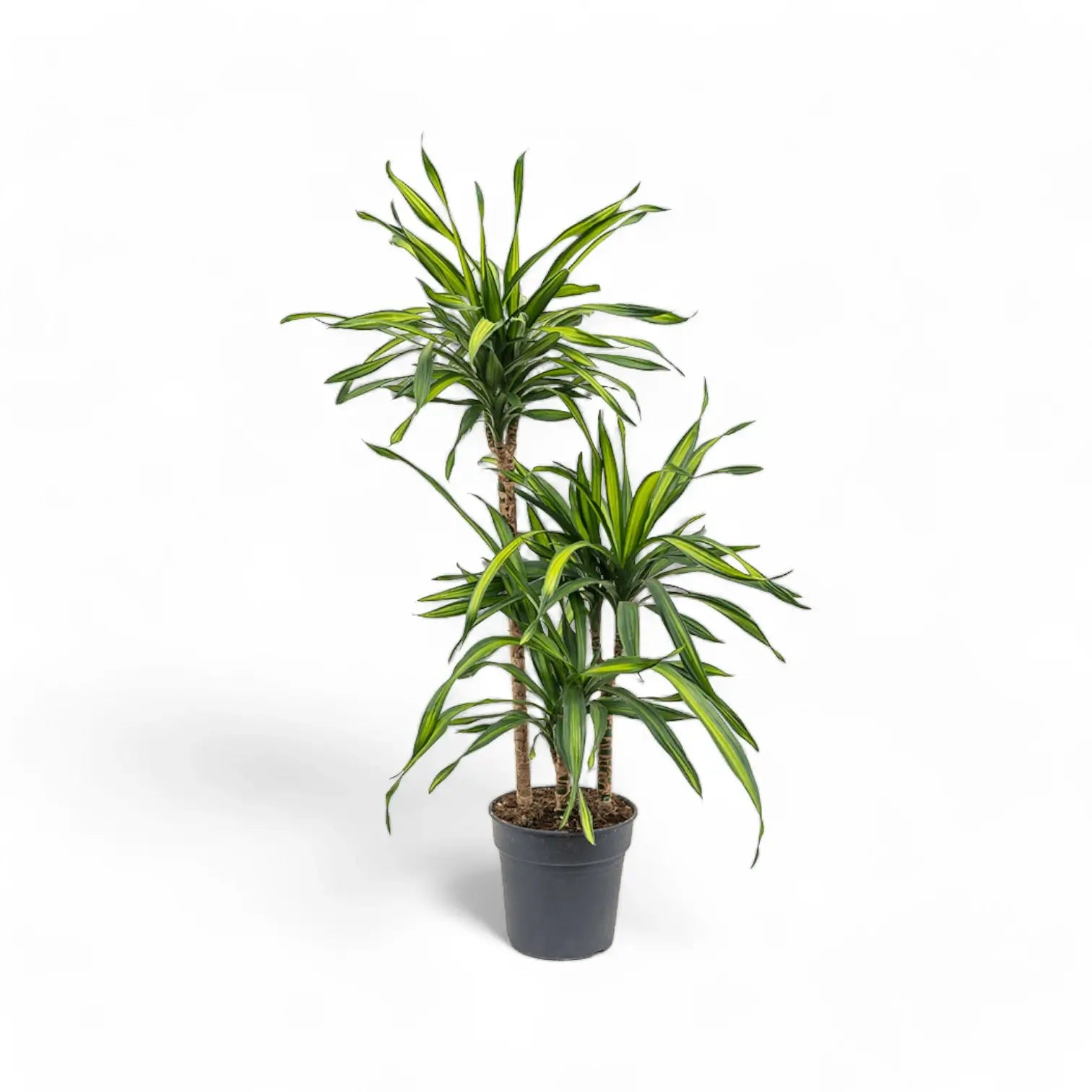 Dracaena fragrans ‘Rikki’ Zimmerpflanze im Anzuchttopf vor weißem Hintergrund, Produktfoto 3.