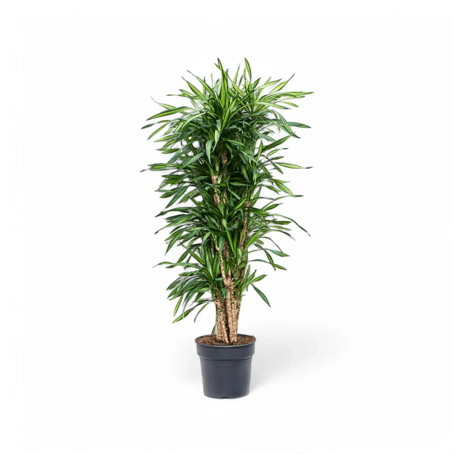 Dracaena fragrans ‘Rikki’ Zimmerpflanze im Anzuchttopf vor weißem Hintergrund, Produktfoto 5.
