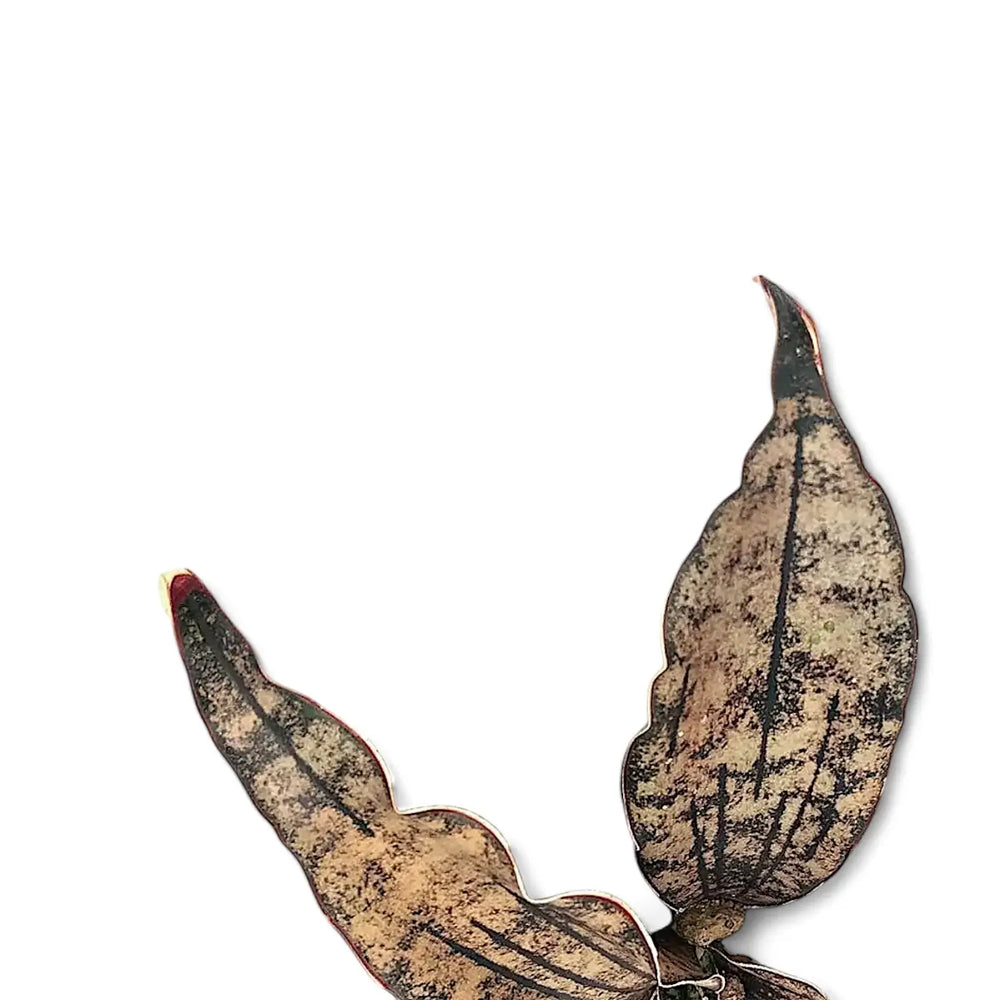 Dracaena pethera (Sansevieria) var. pulchra 'Coppertone' – Blattdetail vor weißem Hintergrund..