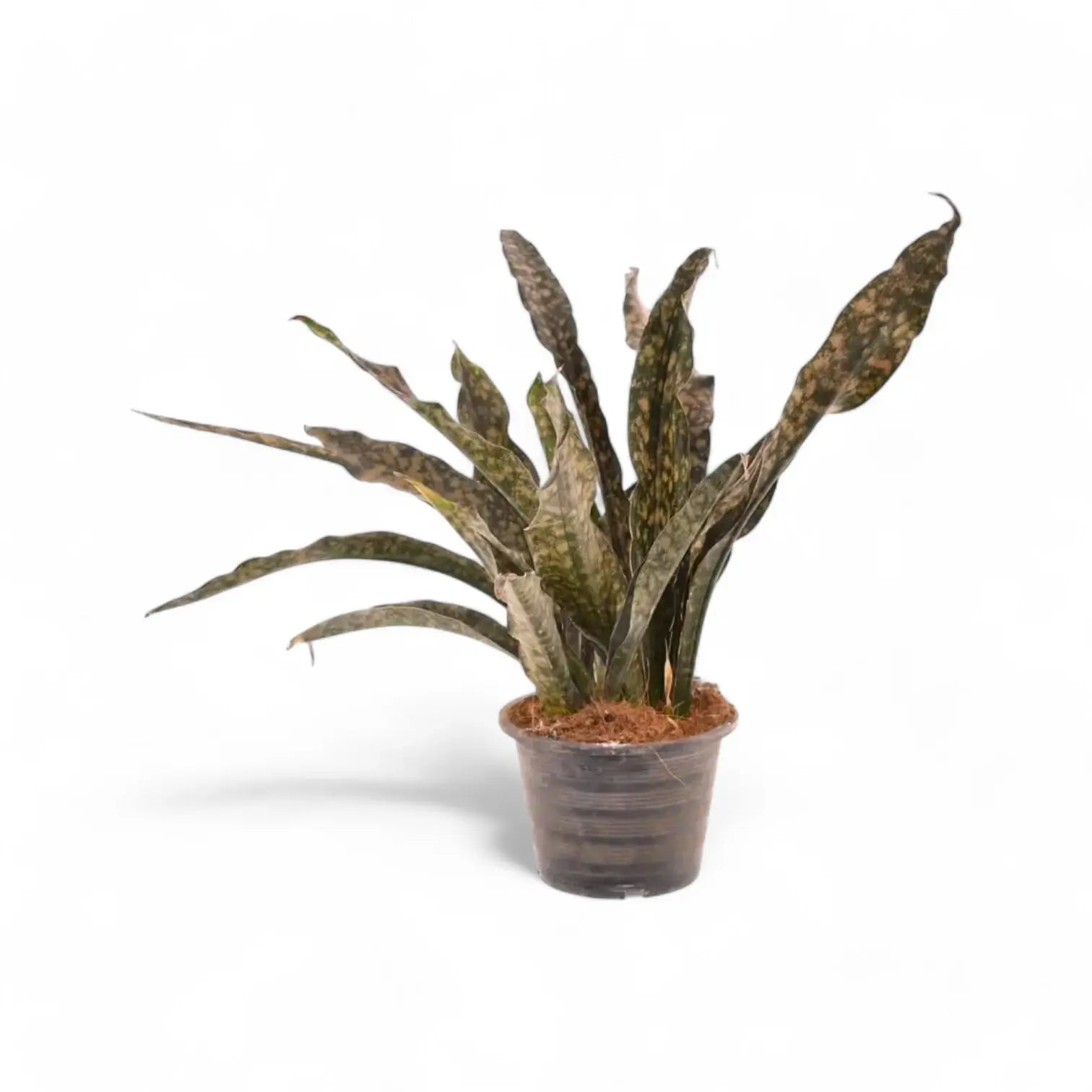 Dracaena pethera (Sansevieria) var. pulchra 'Coppertone' Zimmerpflanze im Anzuchttopf vor weißem Hintergrund, Produktfoto 3.