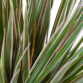 Dracaena reflexa var. angustifolia 'Bicolor' – Blattdetail vor weißem Hintergrund..