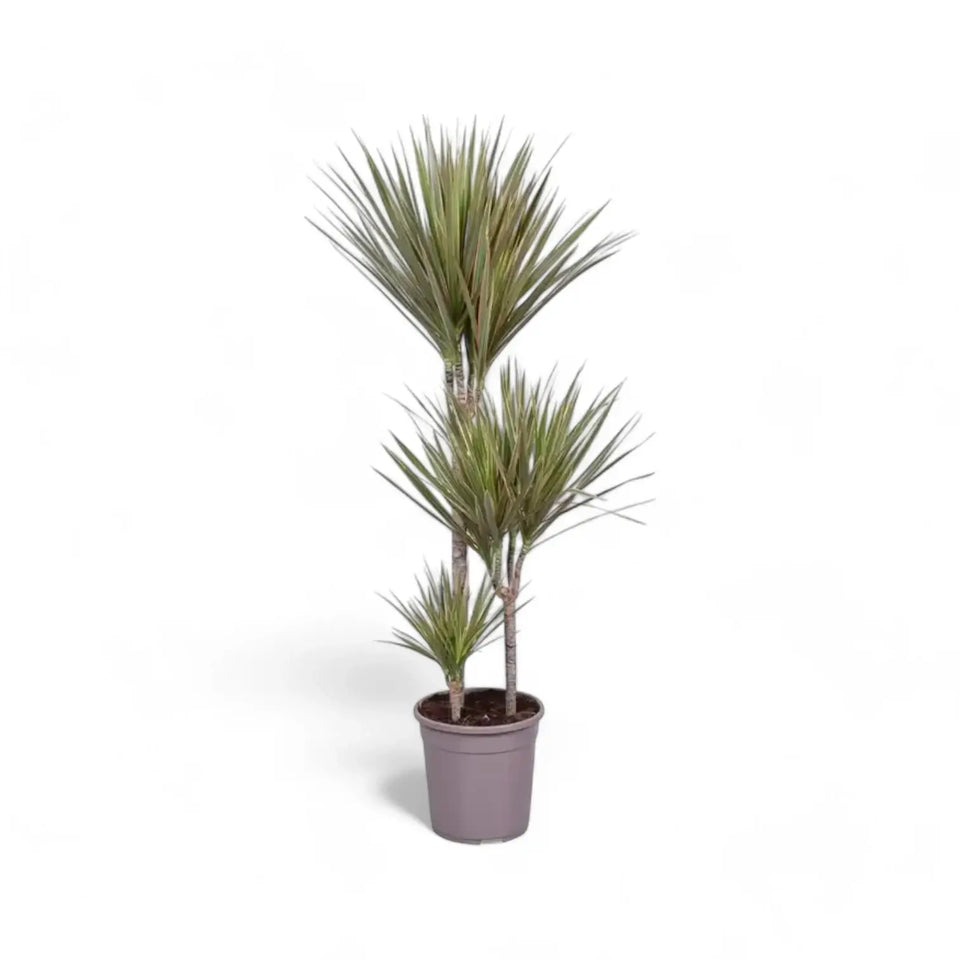 Dracaena reflexa var. angustifolia 'Bicolor' Zimmerpflanze im Anzuchttopf vor weißem Hintergrund, Produktfoto 4.