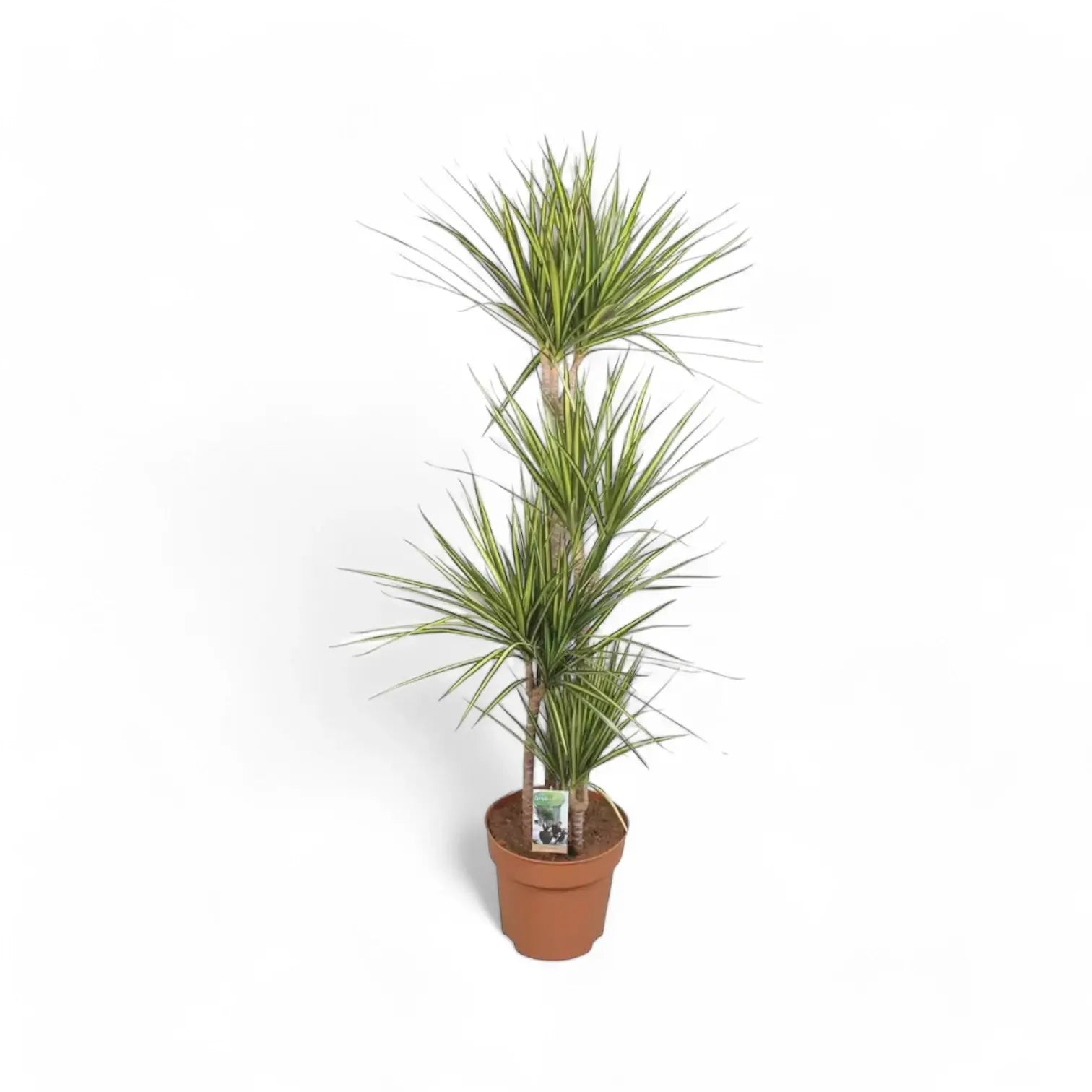 Dracaena reflexa var. angustifolia 'Sunray' potted houseplant in nursery pot on white background, product photo 6.