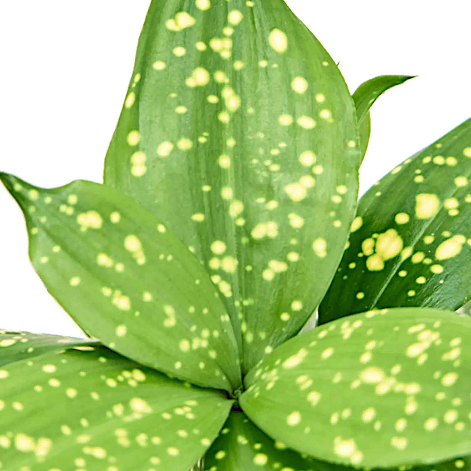 Dracaena surculosa var. surculosa 'Florida beauty' – Blattdetail vor weißem Hintergrund..