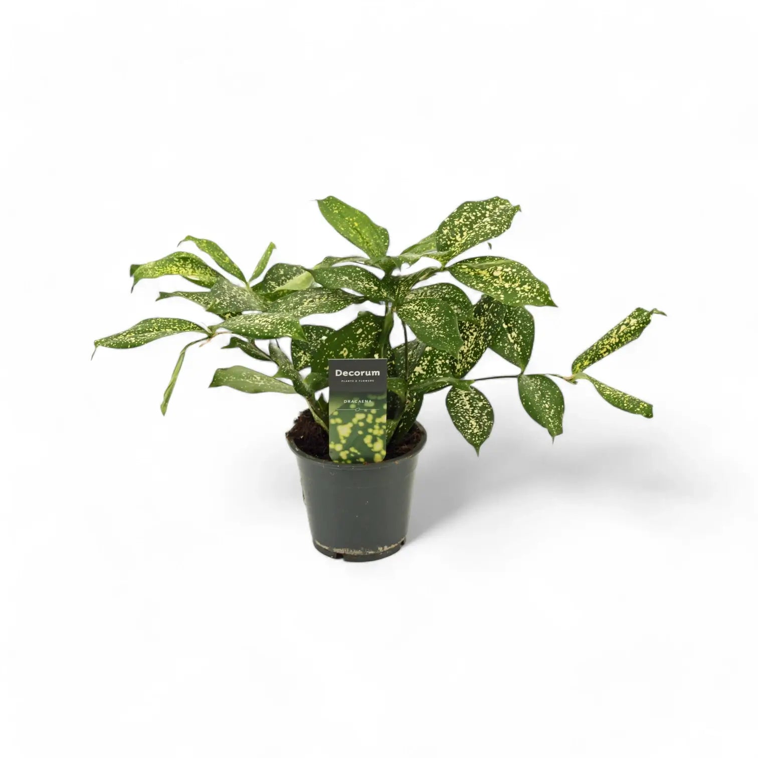 Dracaena surculosa var. surculosa 'Florida beauty' Zimmerpflanze im Anzuchttopf vor weißem Hintergrund, Produktfoto 5.