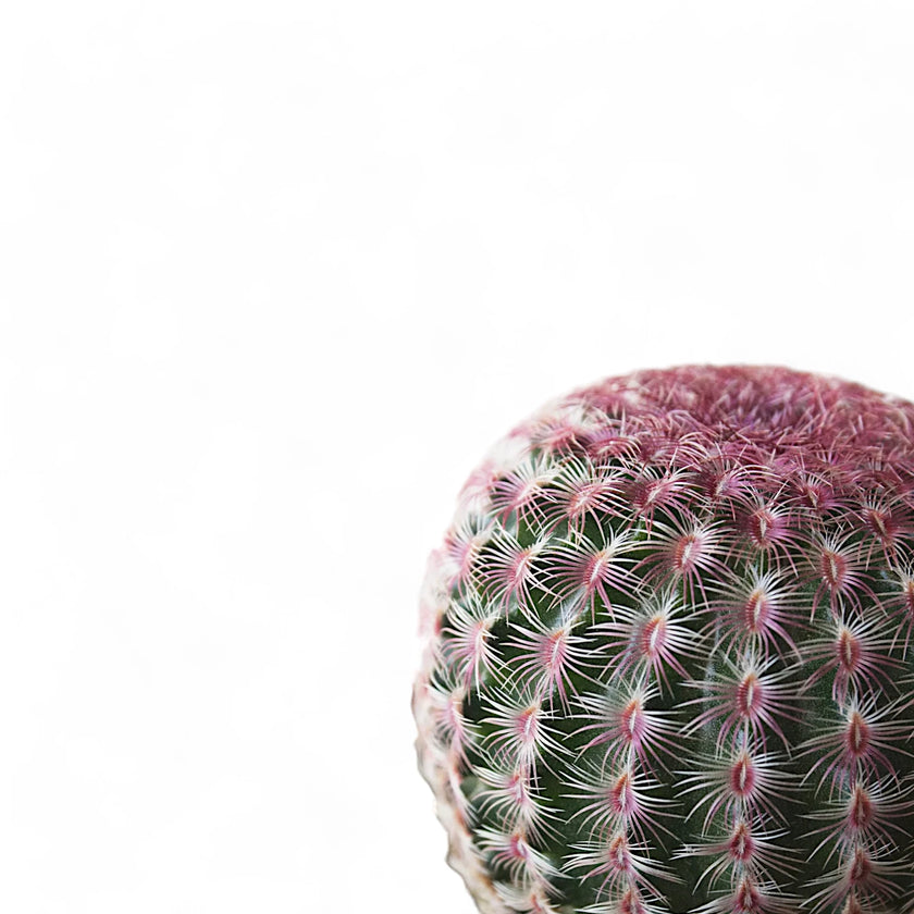 Echinocereus pectinatus – Blattdetail vor weißem Hintergrund..