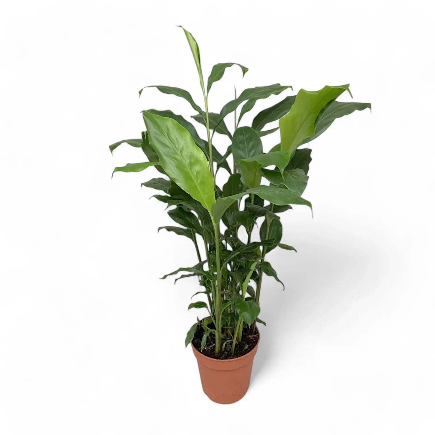 Elettaria cardamomum Zimmerpflanze im Anzuchttopf vor weißem Hintergrund, Produktfoto 4.