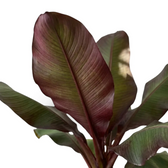 Close-up of Ensete ventricosum ‘Maurelii’ foliage with a red midrib and green-burgundy colouring