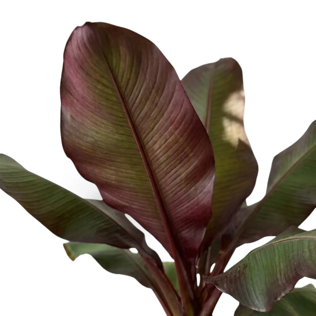 Close-up of Ensete ventricosum ‘Maurelii’ foliage with a red midrib and green-burgundy colouring