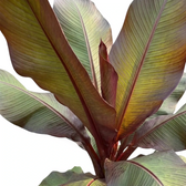 Ensete ventricosum ‘Maurelii’ leaf detail showing a broad paddle blade and strong red midrib