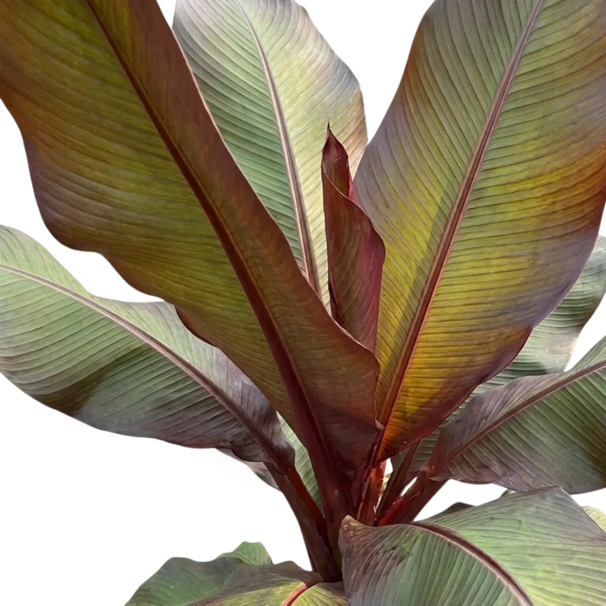 Ensete ventricosum ‘Maurelii’ leaf detail showing a broad paddle blade and strong red midrib